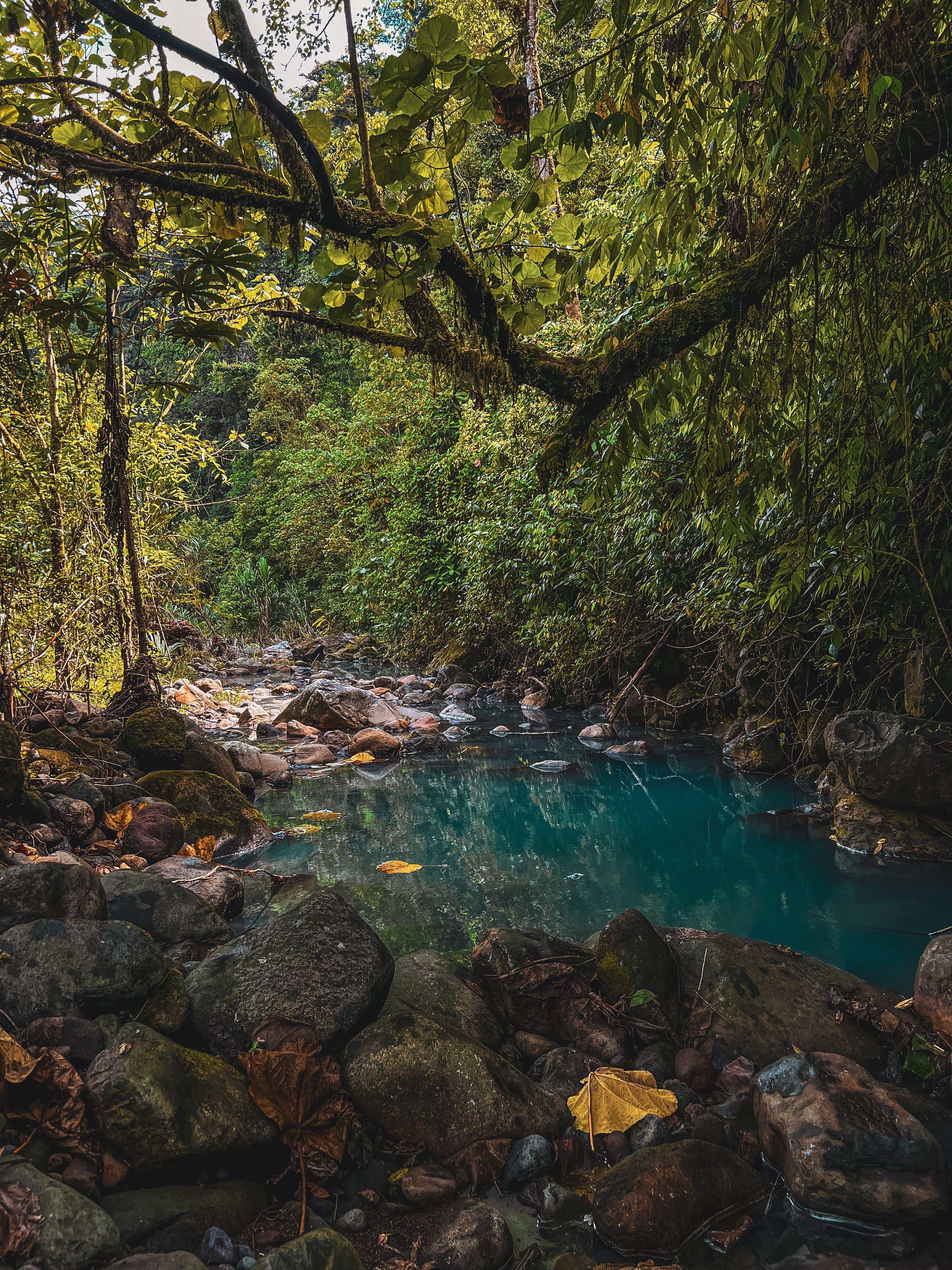 A serene, lush forest scene featuring a clear, turquoise river flowing through a rocky bed. The banks of the river are lined with vibrant green foliage, including large leaves and moss-covered branches. Sunlight filters through the canopy, creating a dappled light effect on the water and stones. Fallen leaves in various shades, including a bright yellow one, are scattered among the smooth, rounded stones at the water's edge.