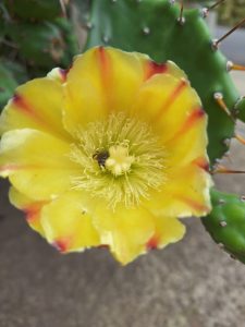 
A close-up of a vibrant yellow cactus flower, displaying delicate petals with reddish edges