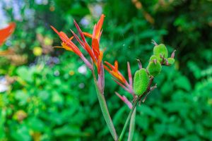 Close-up of orange and yellow flowers with green foliage and seed pods in a tropical setting.