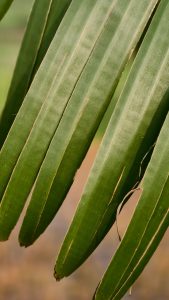 A close-up of several long green palm leaves arranged in a fan-like pattern.