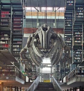 A large dinosaur skeleton suspended inside a modern library, surrounded by tall bookshelves and architectural structures. The image highlights the contrast between history, science, and contemporary design.