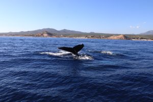 A whale lifts its tail above the ocean near the coast of Los Cabos, with mountains and shoreline in the background under a clear sky.