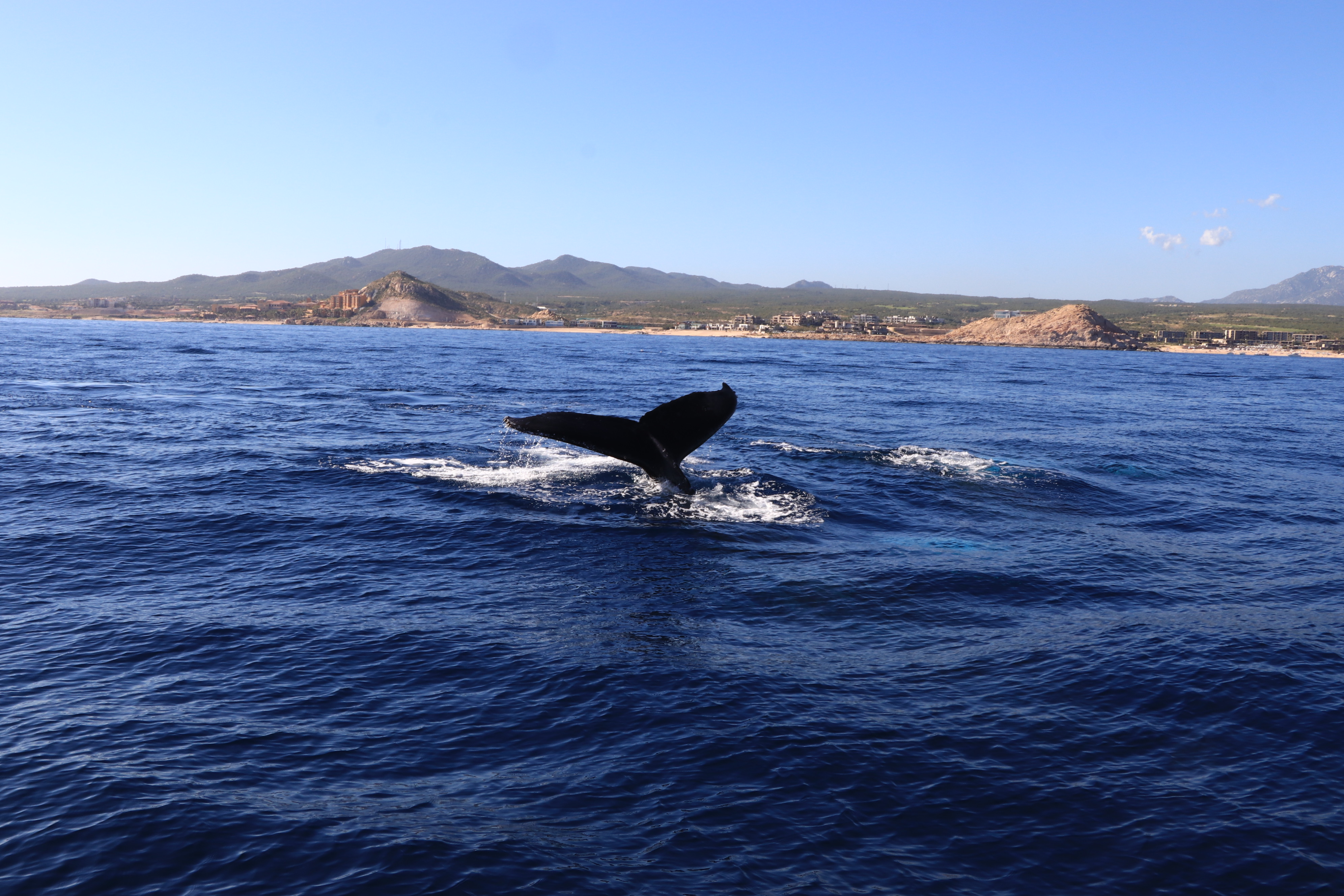 A whale lifts its tail above the ocean near the coast of Los Cabos, with mountains and shoreline in the background under a clear sky.