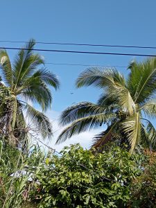 A vibrant scene featuring tall palm trees swaying against a clear blue sky.
