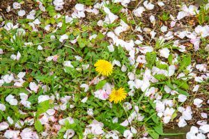 A close-up of vibrant yellow dandelions stands out against a patch of green grass and foliage. Delicate pink cherry blossom petals are scattered across the scene, creating a soft contrast against the clovers and blades of grass.
