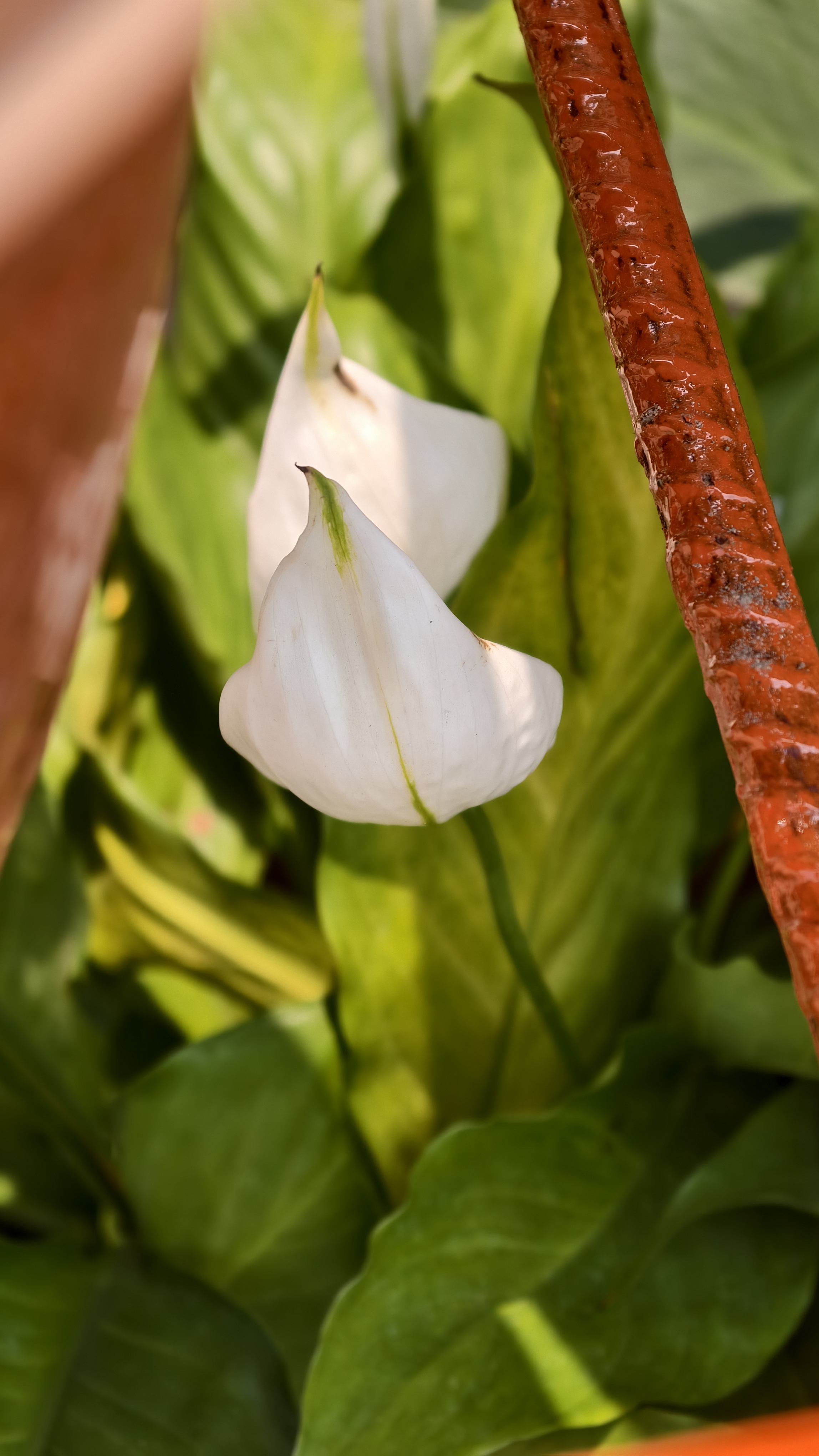 Two white peace lily flowers grow next to a bright orange metal bar. The flowers have a smooth curved shape and green stems. Large green leaves are in the background under soft sunlight.