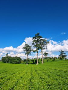 A lush green tea plantation stretches across the foreground, featuring neatly arranged rows of tea plants. In the background, tall trees rise against a bright blue sky dotted with fluffy white clouds. The landscape is vibrant and peaceful, indicating a sunny day.
