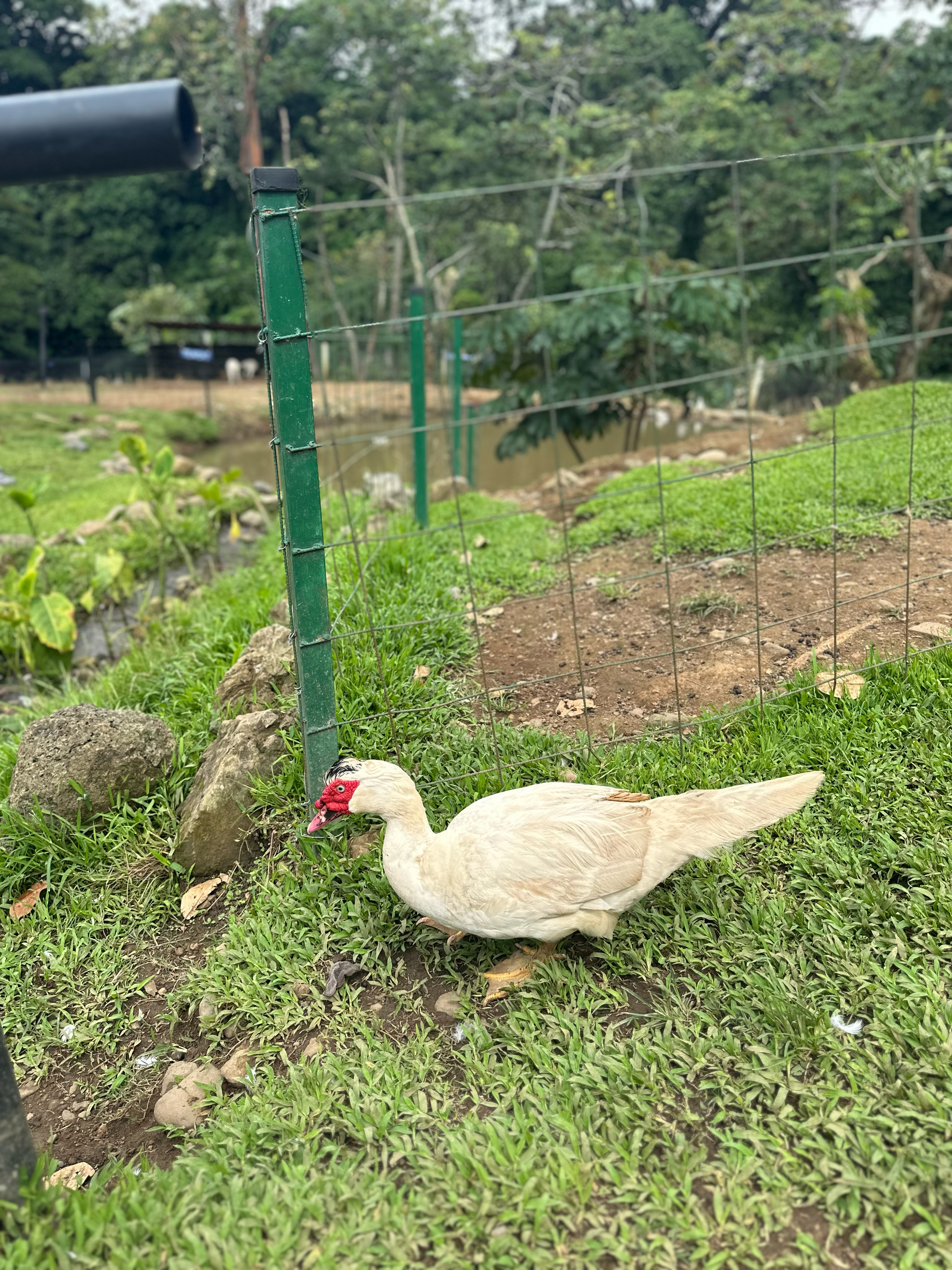 A white duck walking peacefully through the grass by the fence
