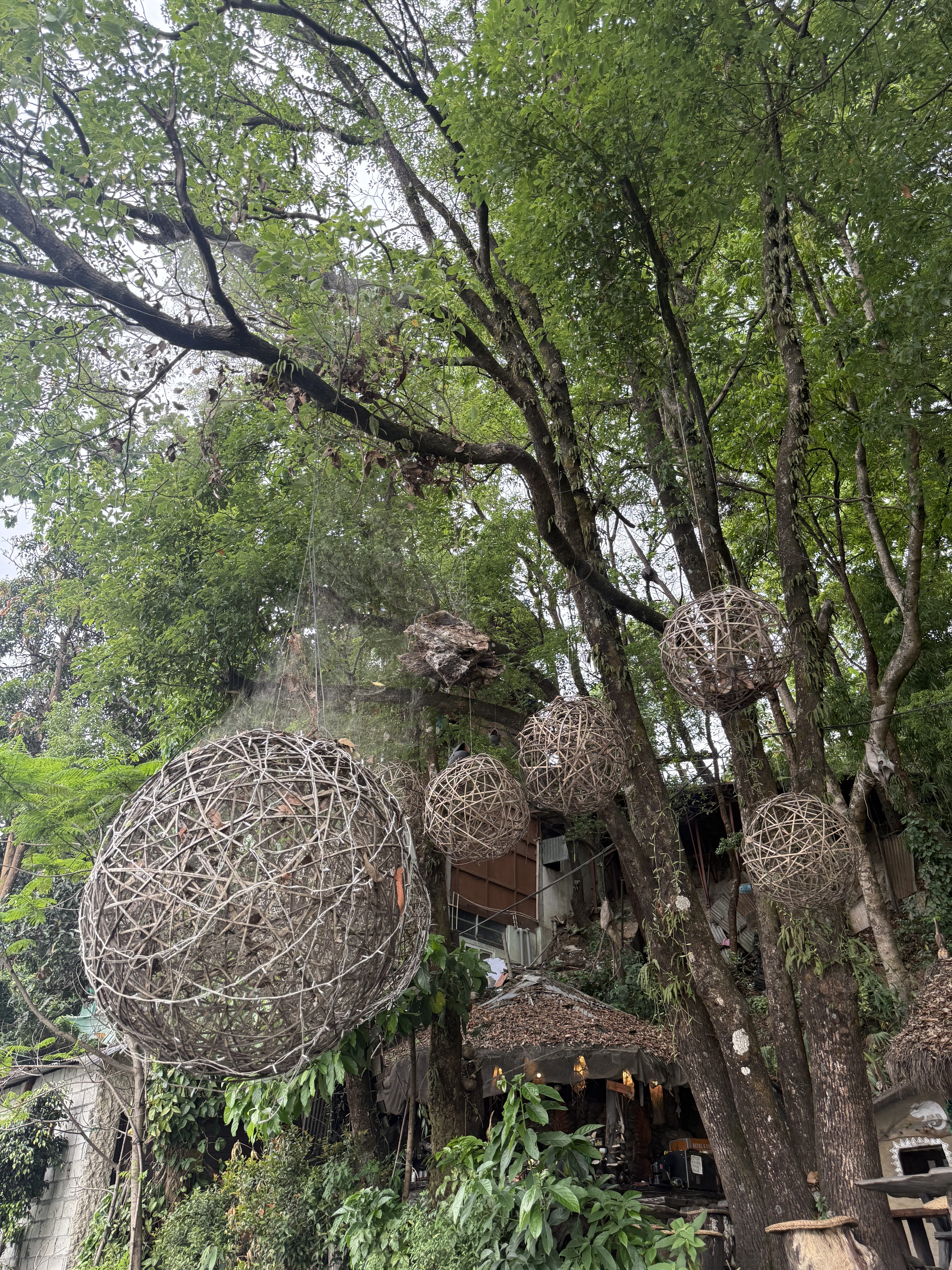 A collection of large spherical nest made of twigs and branches hangs from tree branches, surrounded by lush green foliage