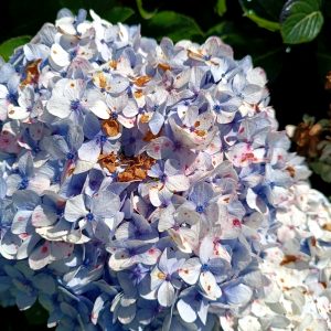 Close-up of blue and white hydrangea flowers with green leaves in the background.