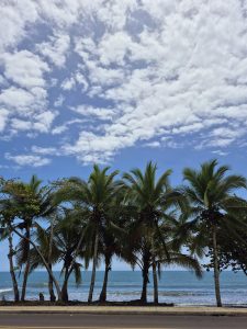 A row of palm trees along the coastline under a bright blue sky with scattered clouds, with the ocean stretching calmly in the background