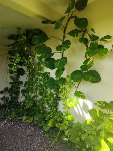 Green climbing plants growing along a wall, creating a fresh and vibrant natural scene.