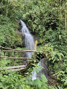 A serene natural scene featuring a small waterfall cascading over dark rocks, surrounded by lush green foliage and various plants.