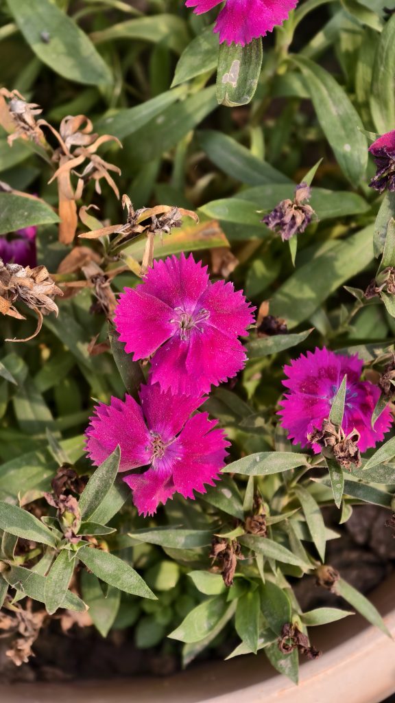 Three small and bright pink flowers with thin petals are shown in a close up view on a green plant.