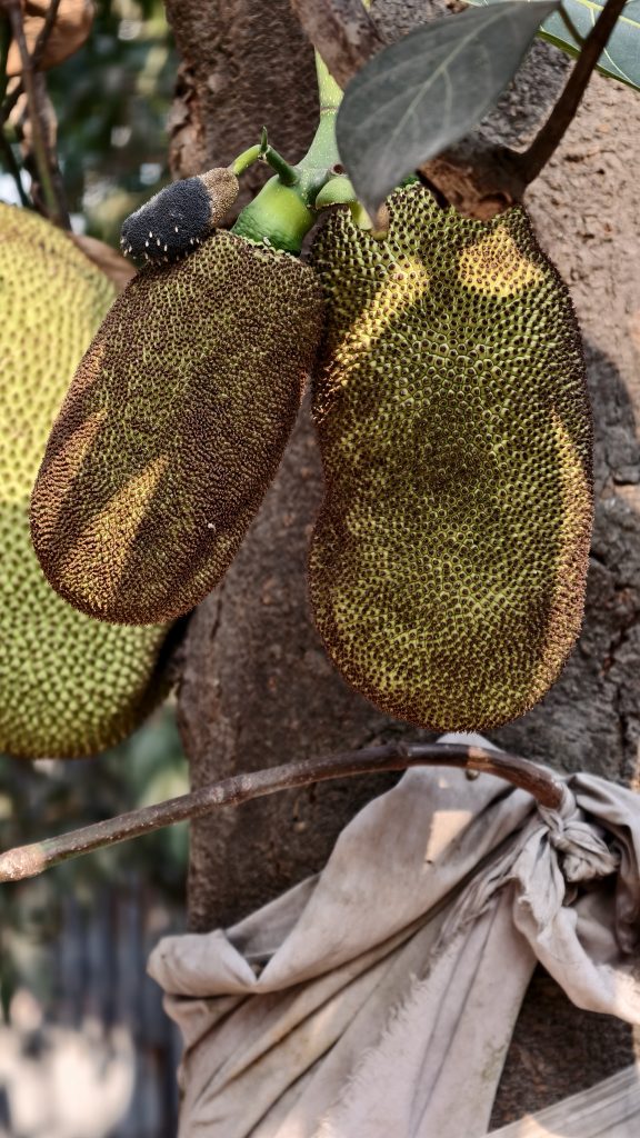 Two medium sized jackfruits with bumpy green and brown skin hang from a tree trunk near a piece of white cloth.