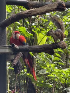 A macaw and a squirrel are seen together sharing a moment in the wild.