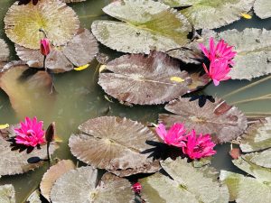 Overhead view of a pond with bright magenta water lilies, unopened buds, and green-brown lily pads covering the water surface.
