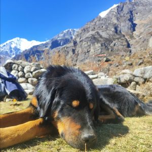 A Tibetan Mastiff with black and tan fur is lying on green grass, eyes closed, peacefully resting.

