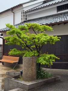 A rainy street in Kurashiki, Japan, with a green maple tree in a stone planter, white buildings with tiled roofs, and a quiet bench creating a peaceful atmosphere.
