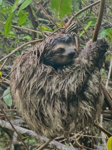 A three-toed sloth photographed in Cahuita National Park.
