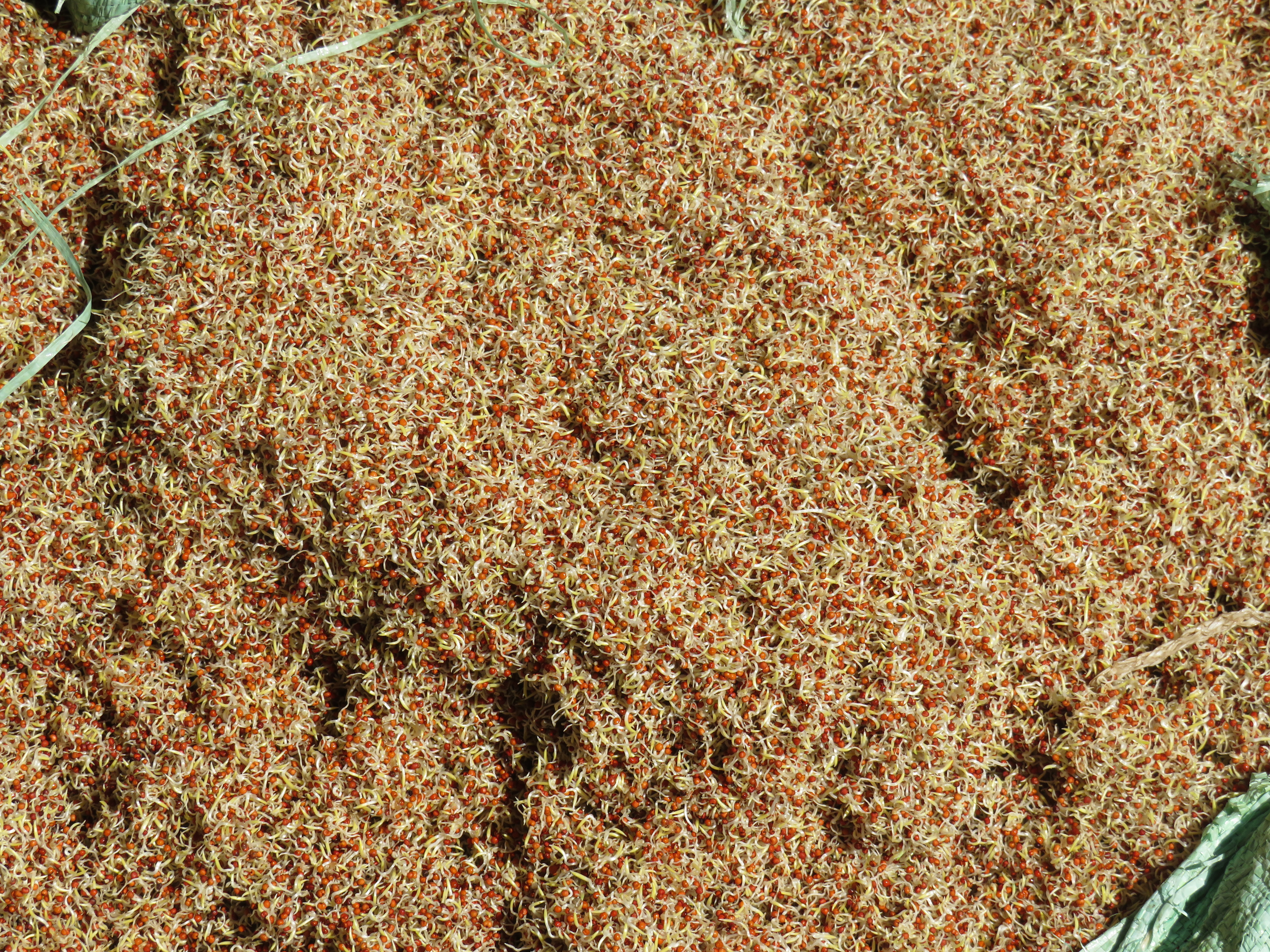 A pile of reddish-brown millet grains with white and yellow sprouts, spread on a textured surface, with part of a green woven sack visible.