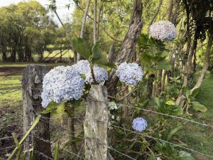 Blooming hydrangeas along a barbed-wire fence in a rustic countryside, with trees and open land in daylight.