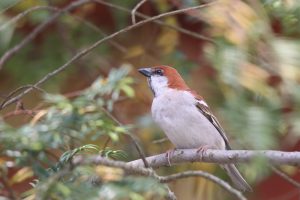 A sparrow perched on a horizontal branch with blurred leaves in the background.
