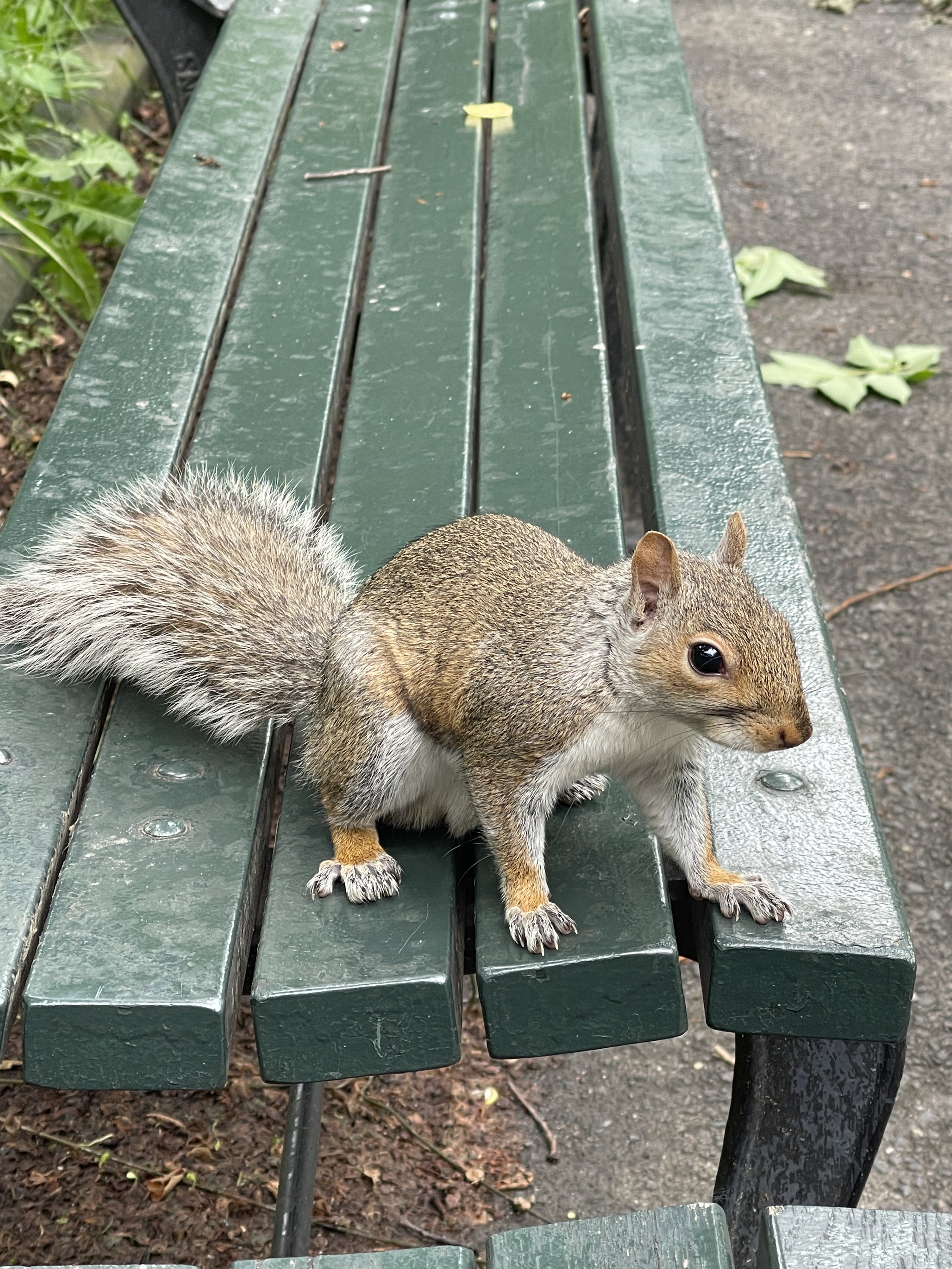 Squirrel standing on a green bench at Central Park, New York