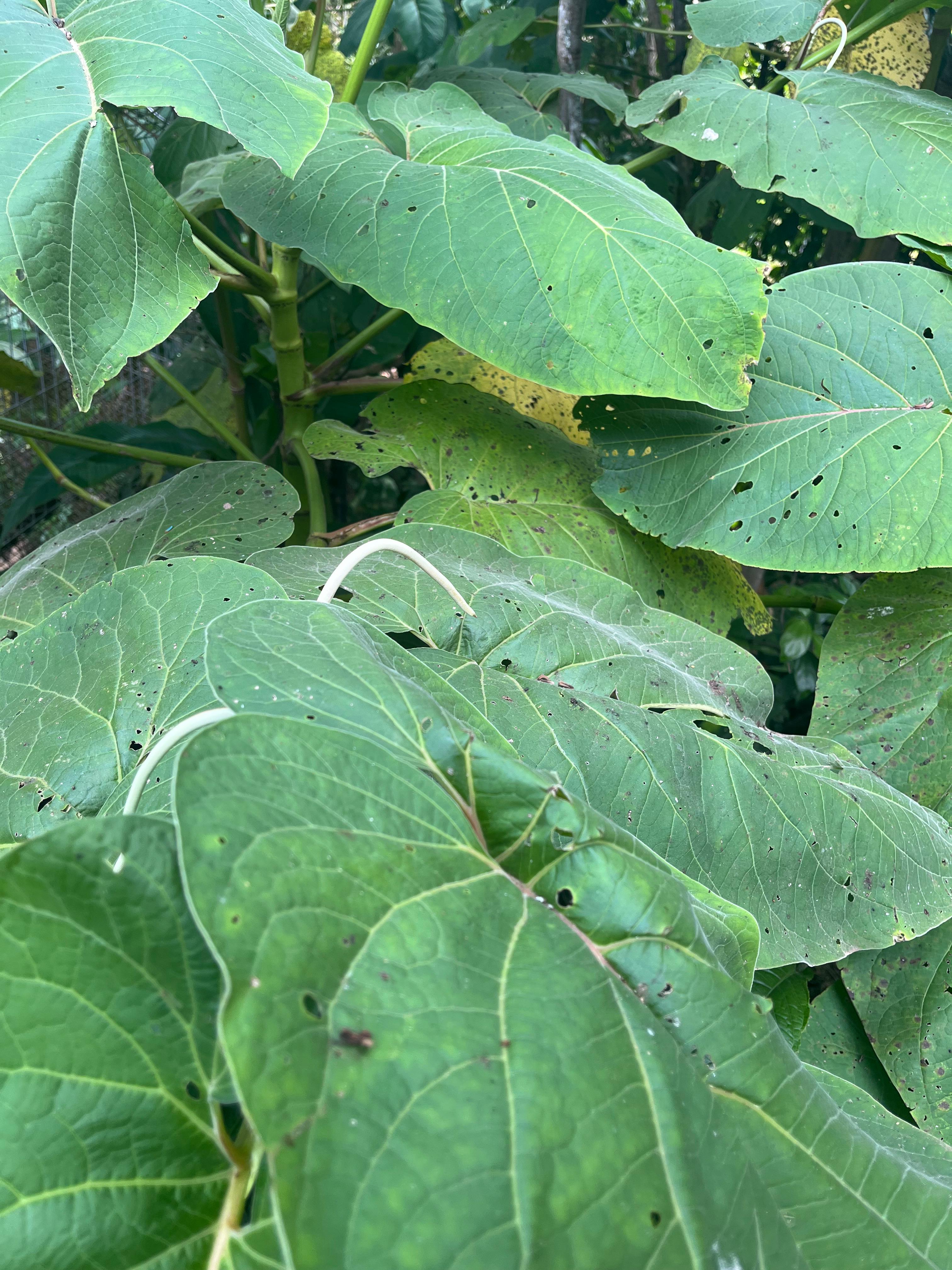 This image shows the plant commonly known as Hoja Santa.