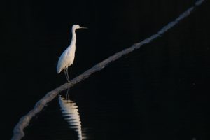 White egret perched on a pipe over dark water at sunset, with a clear reflection against a black background.
