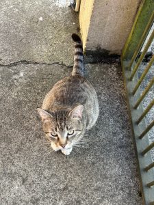 A soft gray cat sat quietly by the window, watching the world pass by with calm, curious eyes. Its fur shimmered like silver in the sunlight, and its tail flicked gently as birds fluttered outside.
