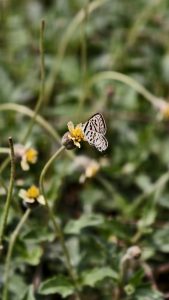 A small white butterfly with intricate black patterns and spots rests on a tiny yellow wild flower among green foliage.