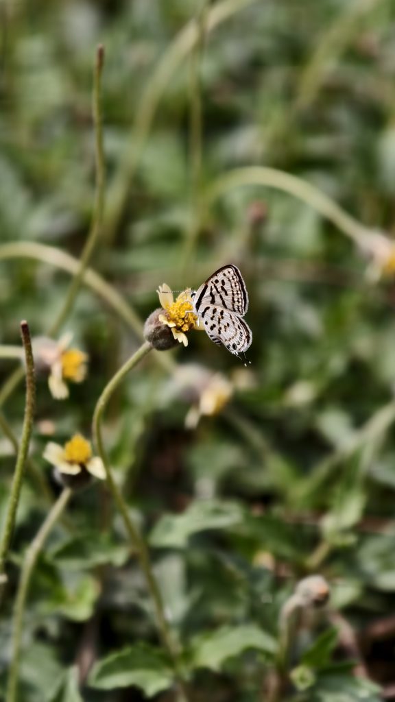 A small white butterfly with intricate black patterns and spots rests on a tiny yellow wild flower among green foliage.