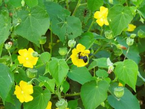 A large black and blue bumblebee is positioned on top of and pollinating a yellow flower. The plant has several open yellow blossoms, green heart-shaped leaves, and closed green buds.