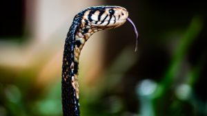 A profile close-up photograph of a Forest Cobra with its head and neck raised, extending its thin, purple, forked tongue.