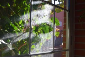 Sunlight shining through a dusty window pane, revealing green leaves of a plant outside. Warm light creates a hazy, atmospheric glow on the glass.