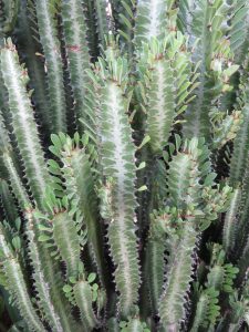 A close-up shot of a succulent catcus like plant shows vertical green stems with distinctive white patterns and rows of sharp reddish spines. Small, rounded green leaves grow along the ridges of the stems. The dense, repeating patterns of the plant create a textured and complex botanical display.
