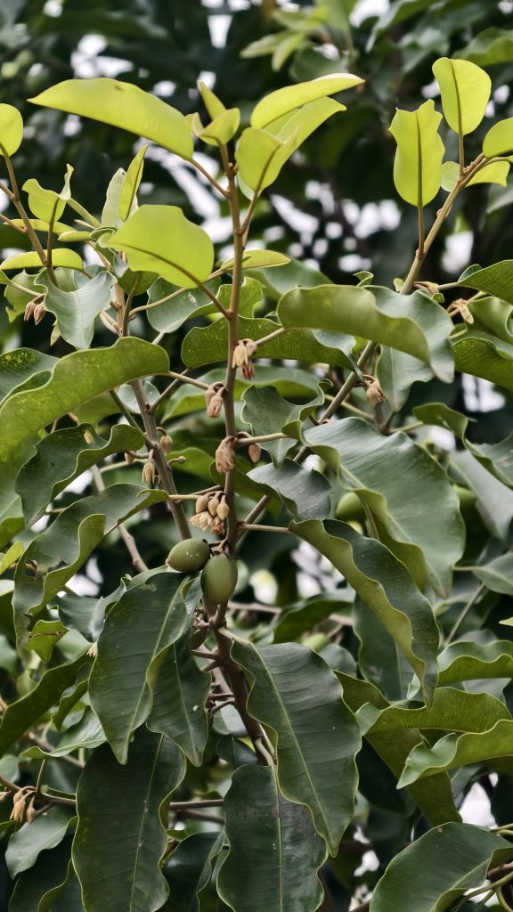 A close up of a tree branch featuring several small green oval fruits and tiny cream-colored flower buds. The branch is covered in large, wavy green leaves with visible veins.