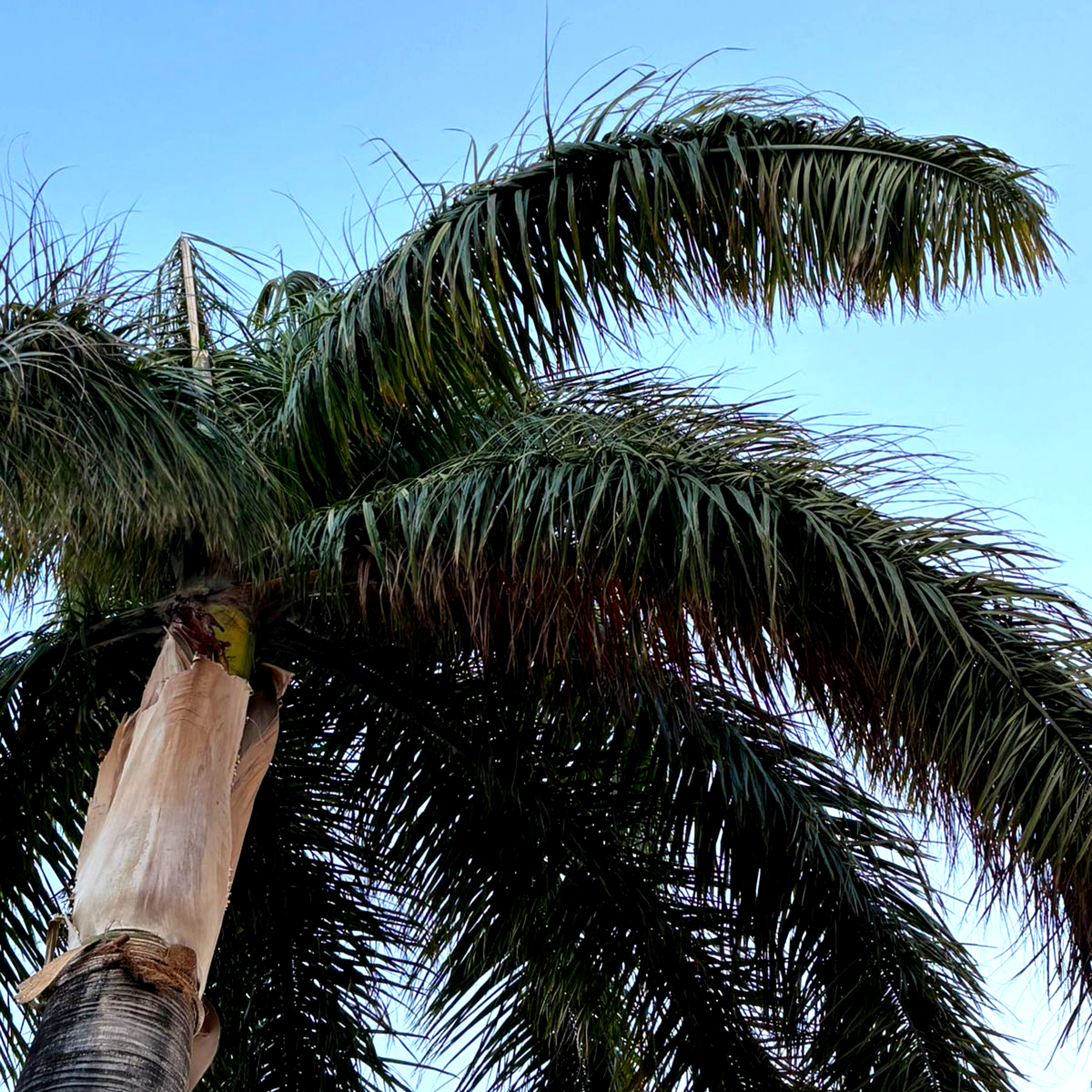 A beautiful palm tree standing tall under a clear blue sky