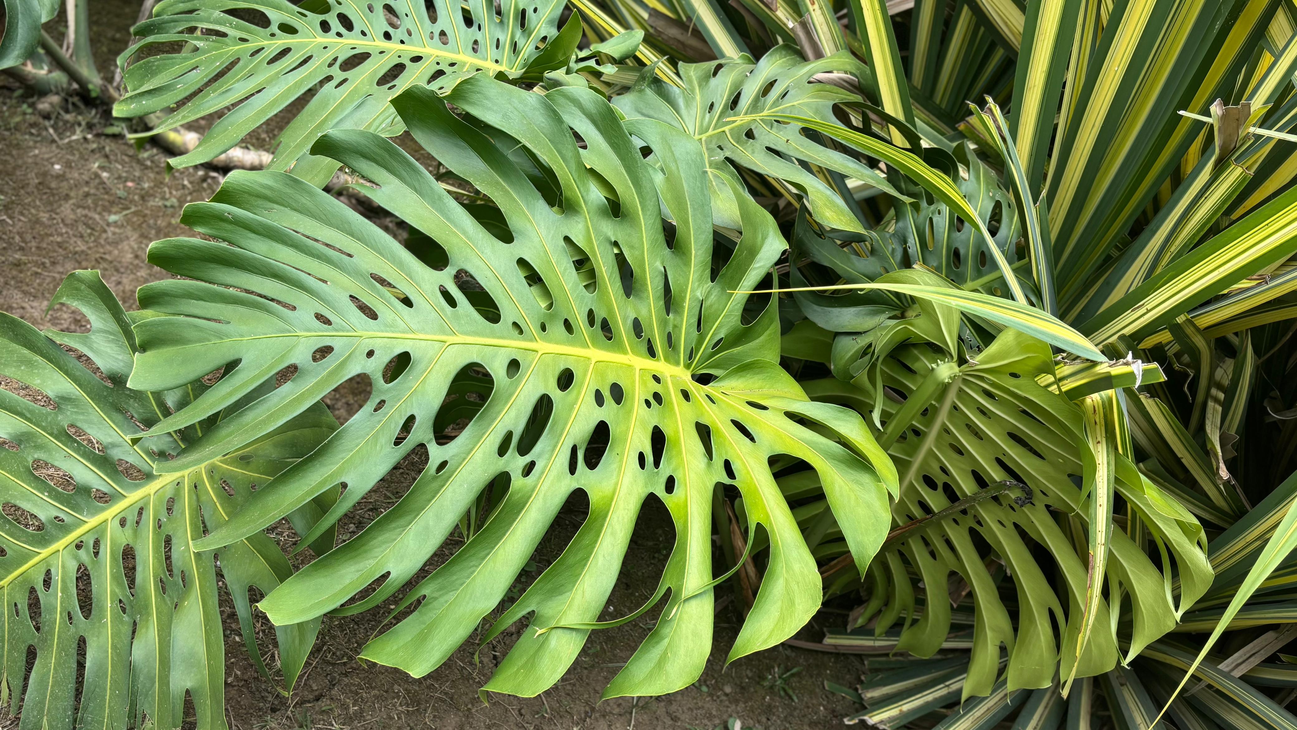 The image shows a tropical plant called Monstera deliciosa, known for its large, perforated, and lobed leaves.
