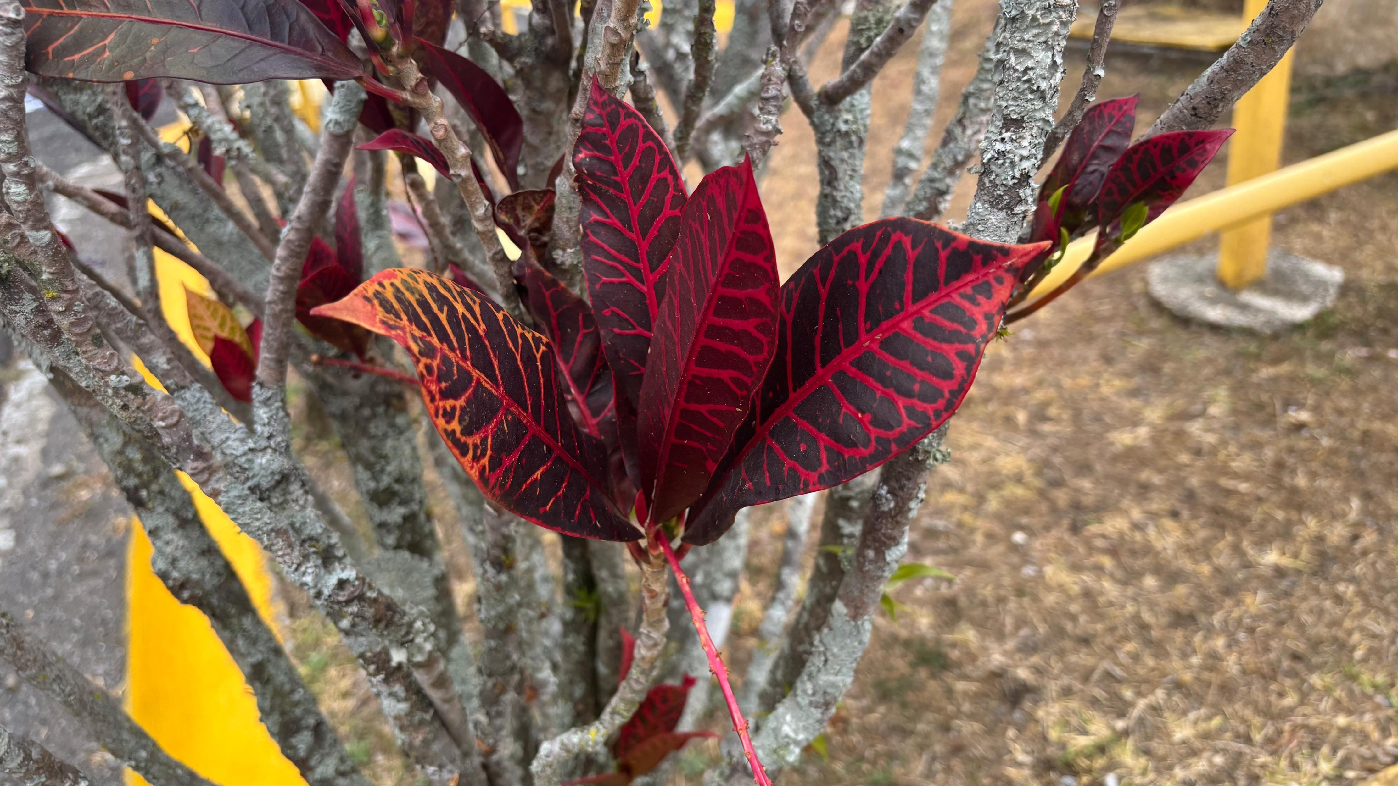 The photo shows a croton plant with colorful leaves in red, yellow, orange, and green.
