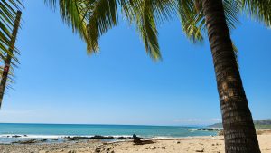 Tropical beach with a tall palm tree, blue ocean waves, and a clear sky, with sand scattered with driftwood and stones.