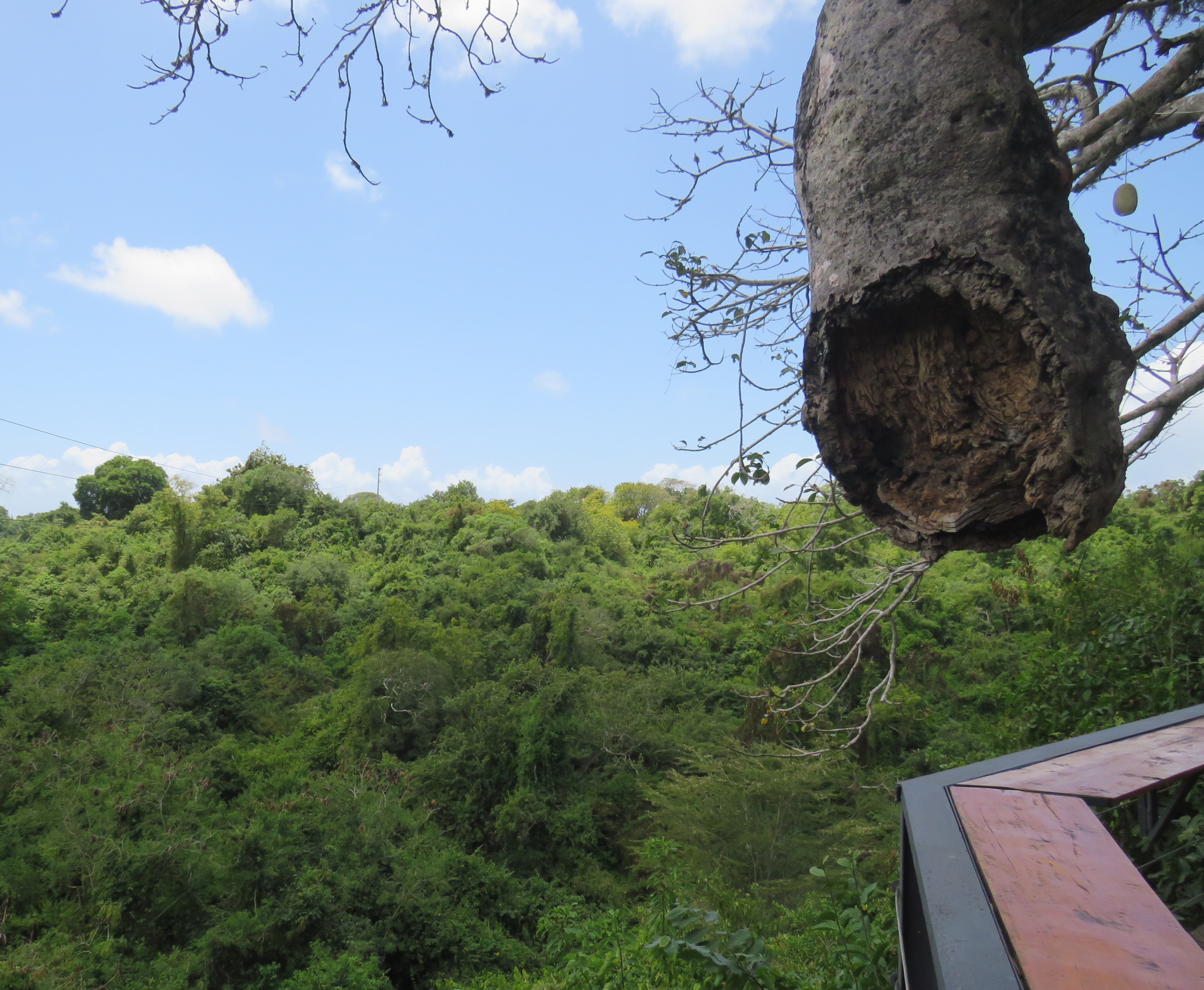 A wide view of a dense green forest under a blue sky, with a hollow tree branch and wooden railing in the foreground.