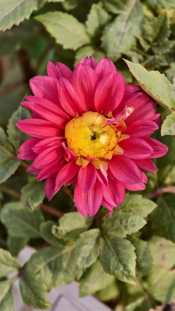 A vibrant pink dahlia flower with a bright yellow center is in full bloom surrounded by green leaves.