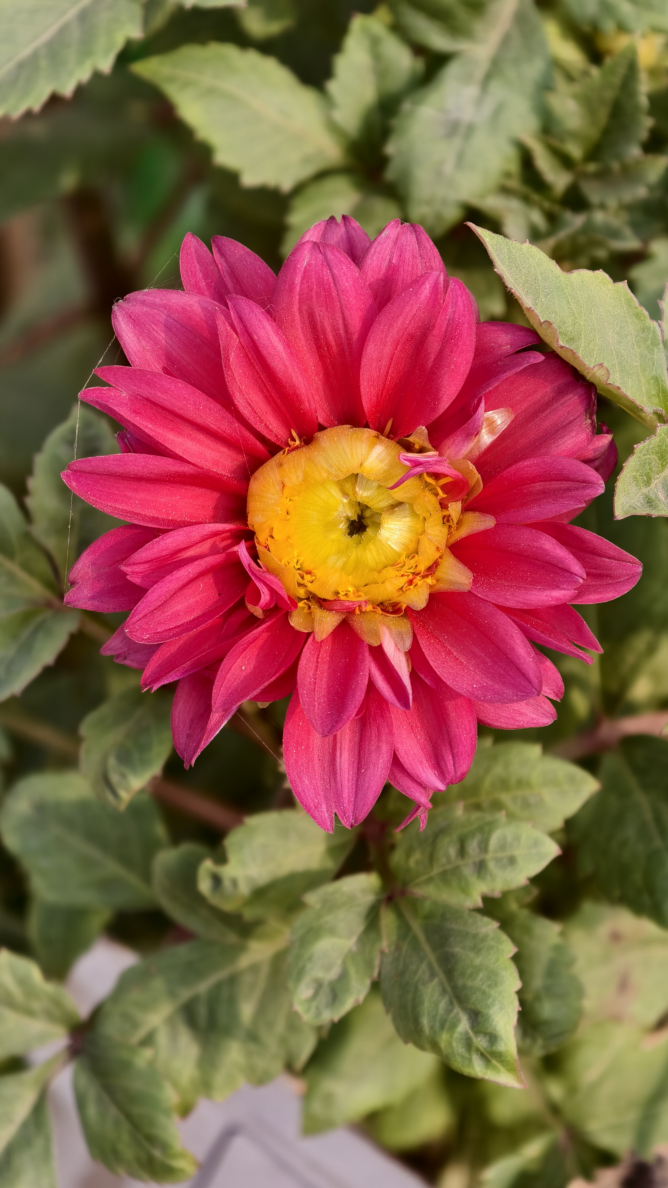 A vibrant pink dahlia flower with a bright yellow center is in full bloom surrounded by green leaves.