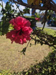 A close-up view of a vibrant pink flower, likely a hibiscus, surrounded by green leaves. The background features a blurred view of a road and some foliage, indicating a sunny outdoor setting.