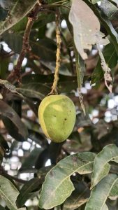 A single young green mango hangs from a thin stem on a tree branch with several damaged and dry leaves.
