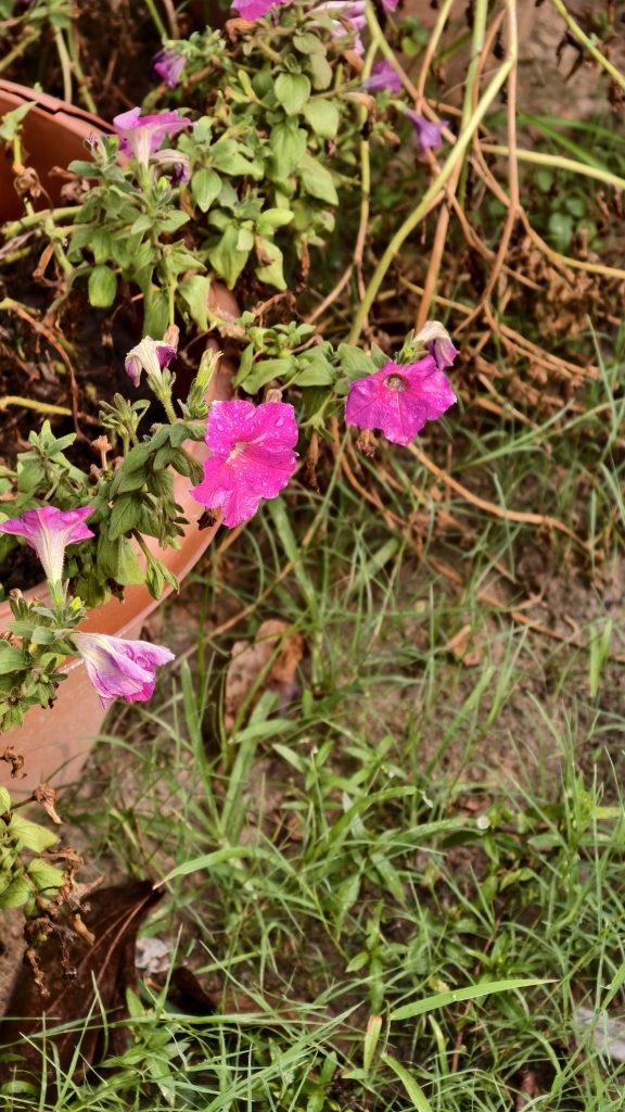 Several bright pink petunia flowers with water droplets on their petals grow near the edge of a brown pot. Dry stems and green grass are in the background.