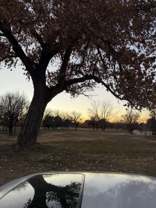 A fall tree sitting with its leaves on the grass overlooking a sunset 