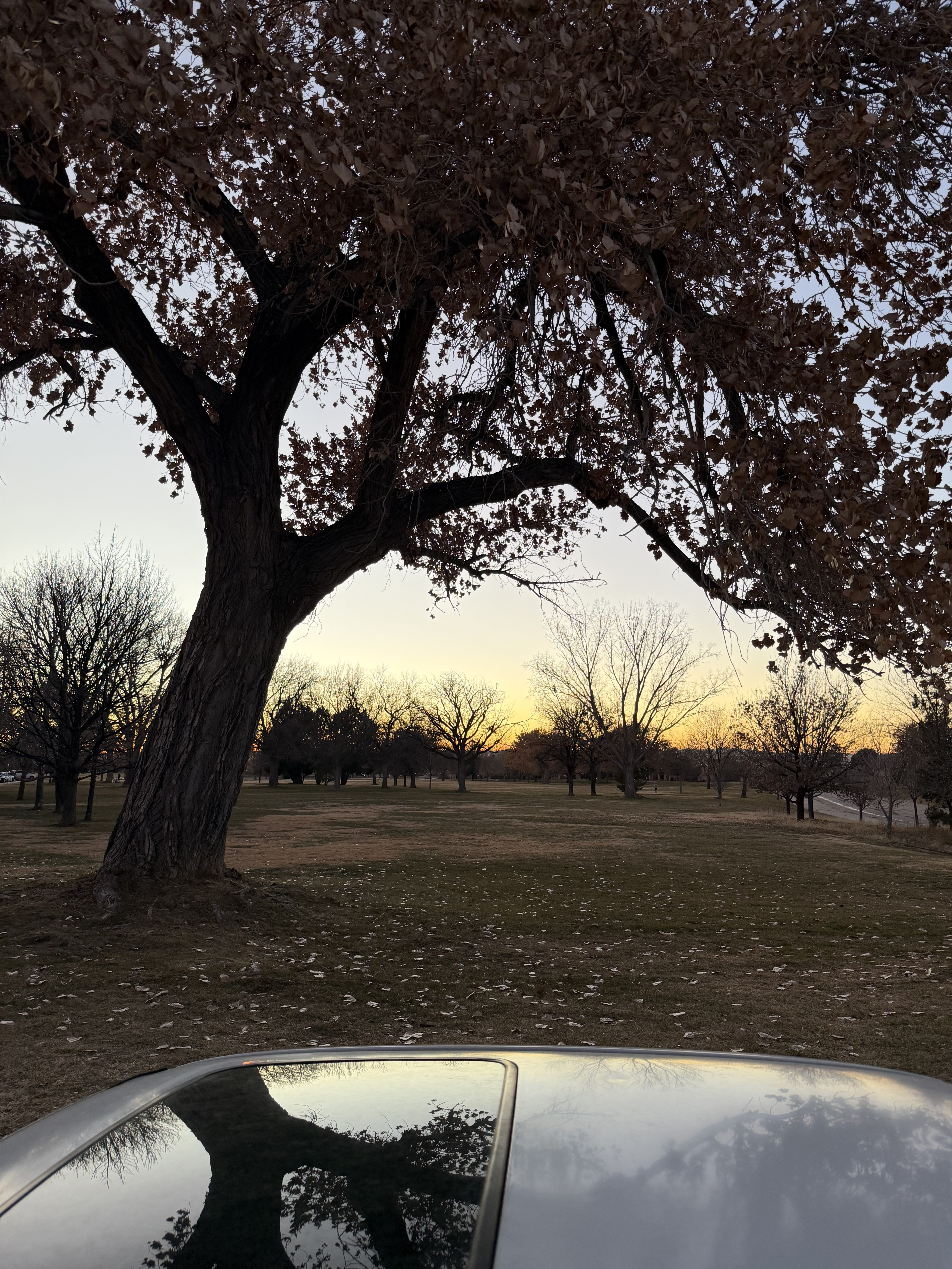 A fall tree sitting with its leaves on the grass overlooking a sunset